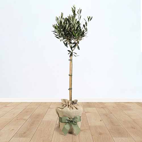 Olive Tree Gift Wrapped