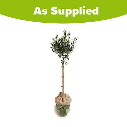 Olive Tree Gift Wrapped Olive Tree Gift Wrapped
