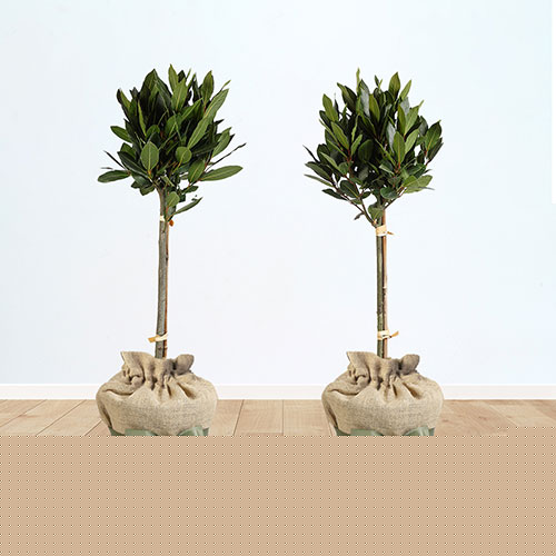 Pair of Standard Bay Trees Gift Wrapped Pair of Standard Bay Trees Gift Wrapped