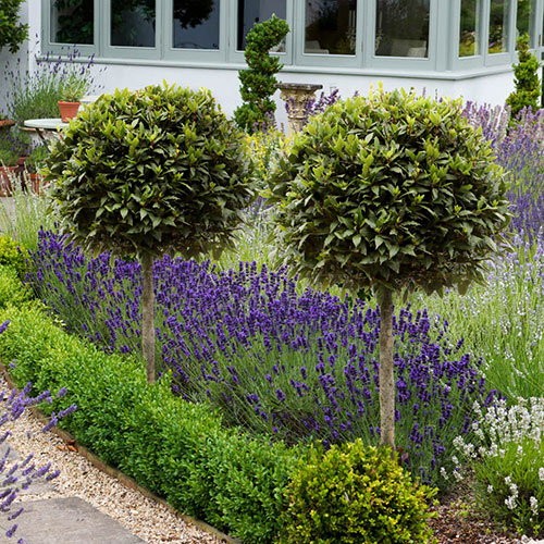 Pair of Standard Bay Trees Gift Wrapped Pair of Standard Bay Trees Gift Wrapped