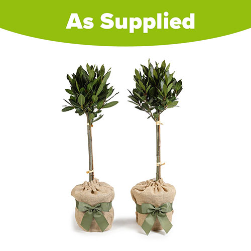 Pair of Standard Bay Trees Gift Wrapped Pair of Standard Bay Trees Gift Wrapped