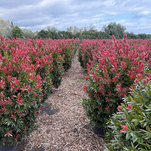 Callistemon Red Rocket Callistemon Red Rocket