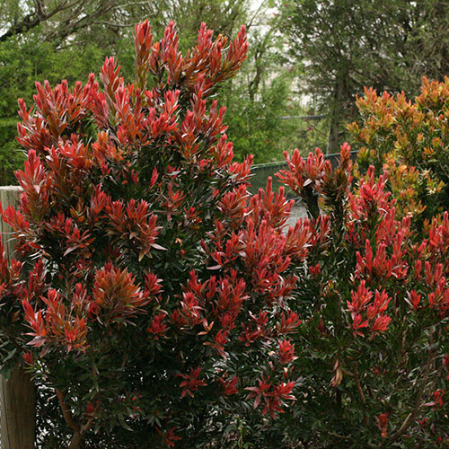 Callistemon Red Rocket Callistemon Red Rocket