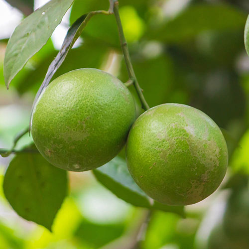 Citrus Key Lime Tree