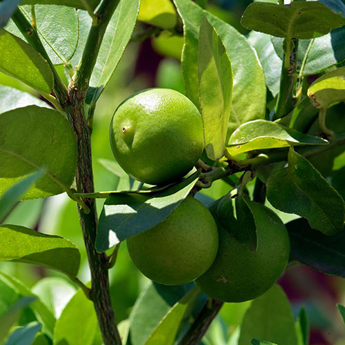 Citrus Key Lime Tree Citrus Key Lime Tree