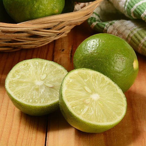Citrus Key Lime Tree Citrus Key Lime Tree