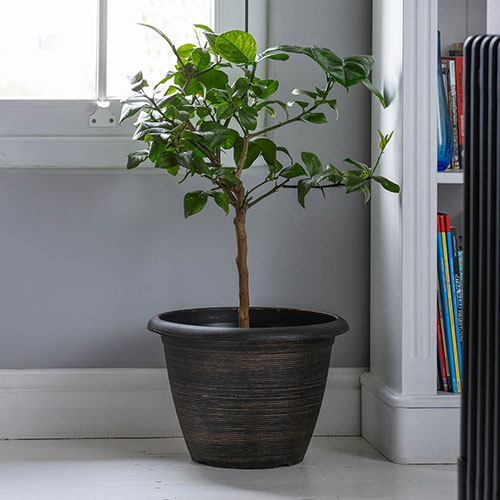 Citrus Rainbow Orange Tree Citrus Rainbow Orange Tree