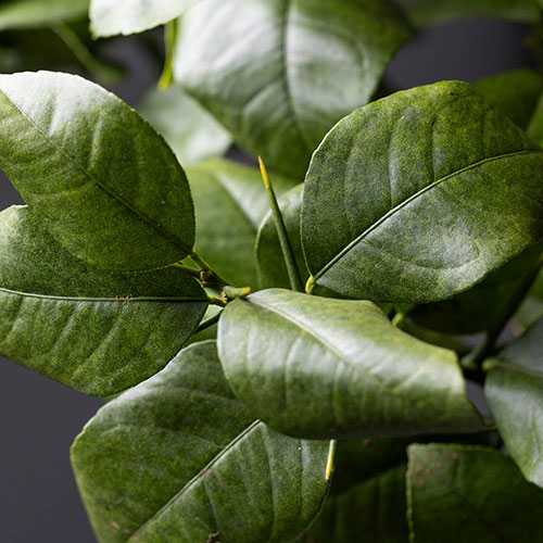 Citrus Rainbow Orange Tree Citrus Rainbow Orange Tree