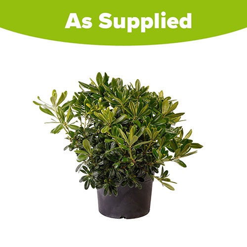 Pittosporum Nanum Pittosporum Nanum