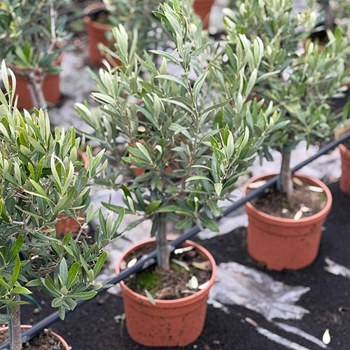Olive Mini Standard Tree Olive Mini Standard Tree