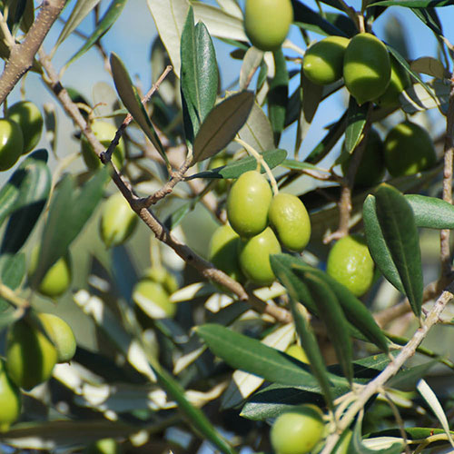 Olive Mini Standard Tree Olive Mini Standard Tree