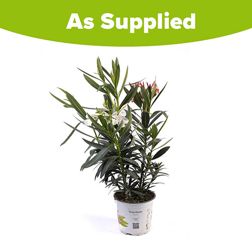 Tricolour Oleander Bush Tricolour Oleander Bush