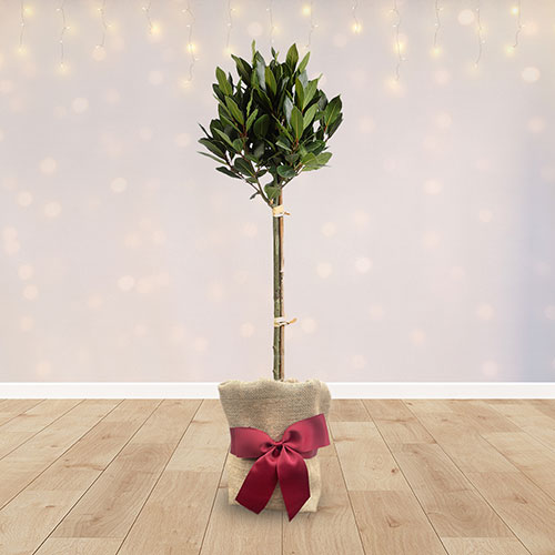Christmas Gift Wrapped Standard Bay Tree