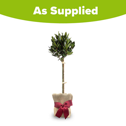 Christmas Gift Wrapped Standard Bay Tree Christmas Gift Wrapped Standard Bay Tree