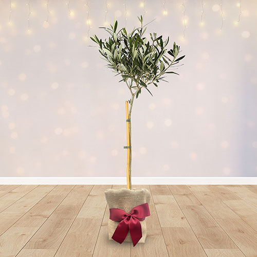 Christmas Gift Wrapped Standard Olive Tree Christmas Gift Wrapped Standard Olive Tree