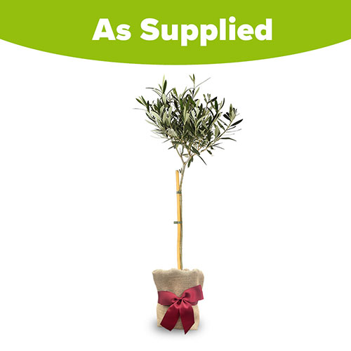 Christmas Gift Wrapped Standard Olive Tree Christmas Gift Wrapped Standard Olive Tree