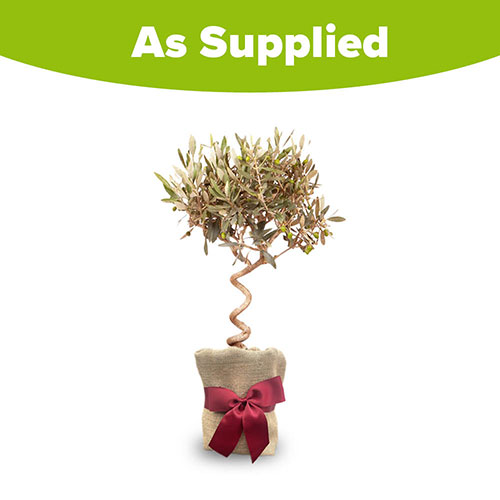 Christmas Gift Wrapped Spiral Stem Standard Olive Tree Christmas Gift Wrapped Spiral Stem Standard Olive Tree