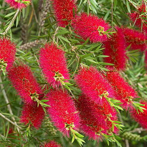 Callistemon viminalis Red Star Standard Callistemon viminalis Red Star Standard