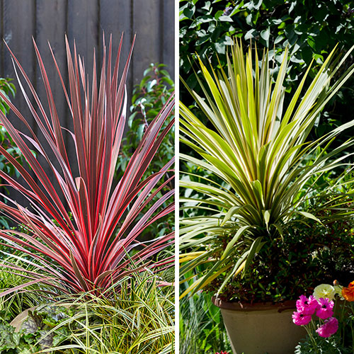 Colourful Cordyline Collection Colourful Cordyline Collection
