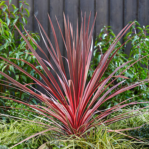 Colourful Cordyline Collection Colourful Cordyline Collection