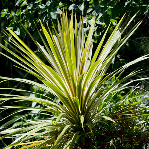 Colourful Cordyline Collection Colourful Cordyline Collection