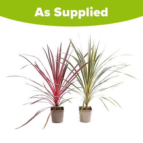 Colourful Cordyline Collection Colourful Cordyline Collection