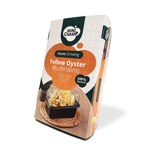 Yellow Oyster Mushroom Grow Kit