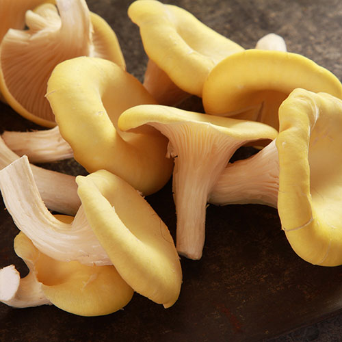 Yellow Oyster Mushroom Grow Kit Yellow Oyster Mushroom Grow Kit