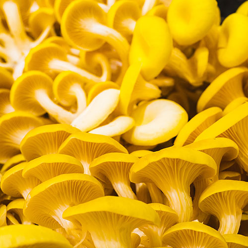Yellow Oyster Mushroom Grow Kit Yellow Oyster Mushroom Grow Kit