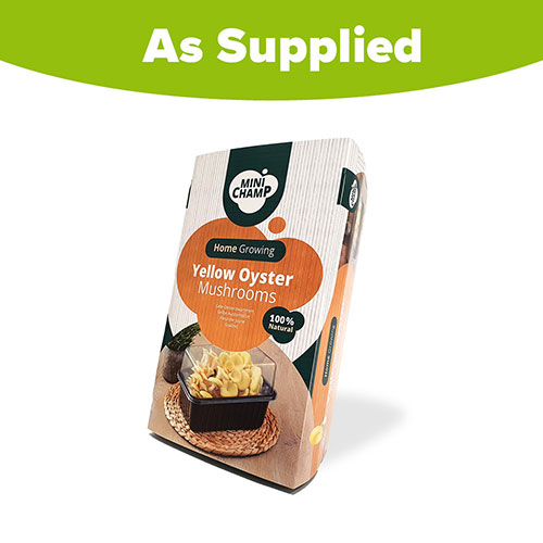 Yellow Oyster Mushroom Grow Kit Yellow Oyster Mushroom Grow Kit