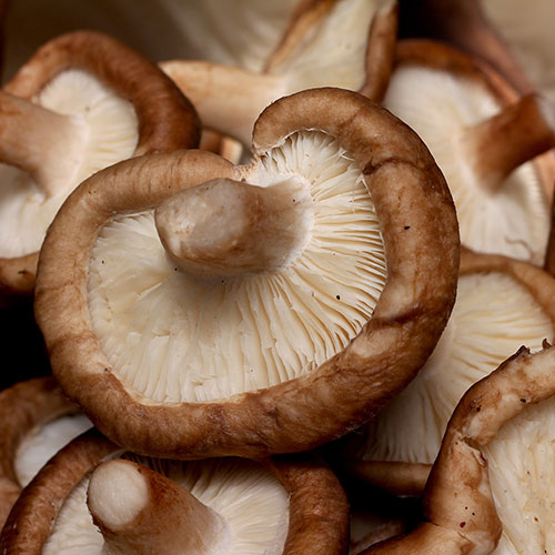 Shiitake Mushroom Grow Kit Shiitake Mushroom Grow Kit