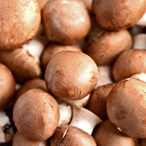 Brown Mushroom Grow Kit Brown Mushroom Grow Kit