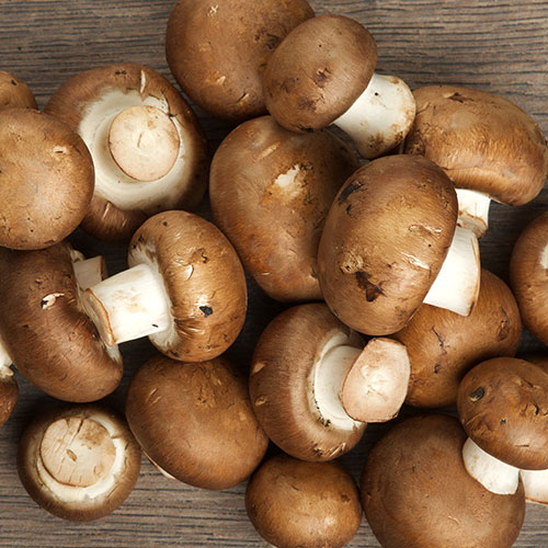 Brown Mushroom Grow Kit Brown Mushroom Grow Kit