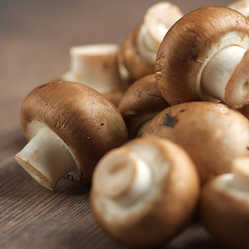 Brown Mushroom Grow Kit Brown Mushroom Grow Kit