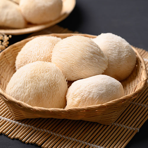 Lions Mane Mushroom Grow Kit Lions Mane Mushroom Grow Kit