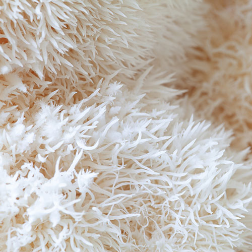 Lions Mane Mushroom Grow Kit Lions Mane Mushroom Grow Kit