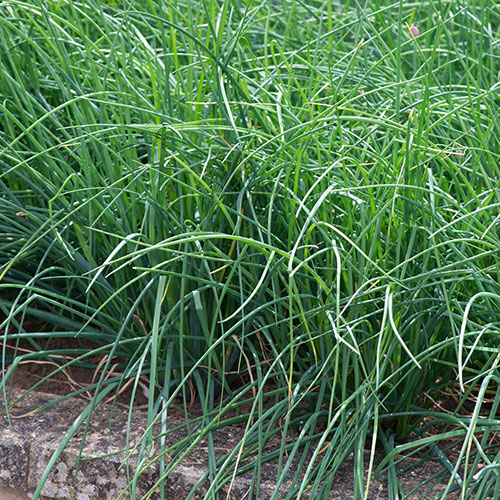 Herb Chives Herb Chives