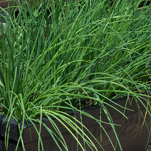 Herb Chives Herb Chives