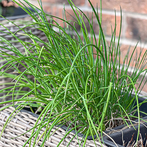 Herb Chives Herb Chives