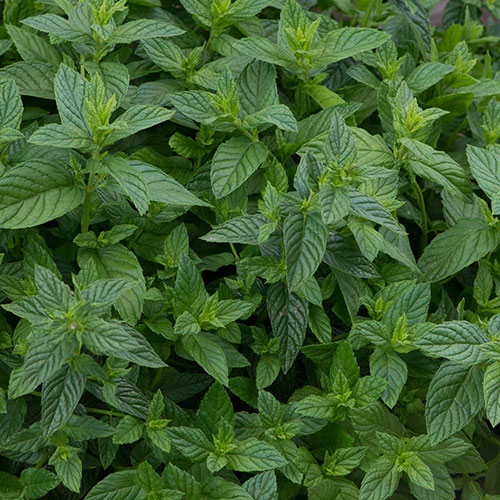 Herb Garden Mint Herb Garden Mint