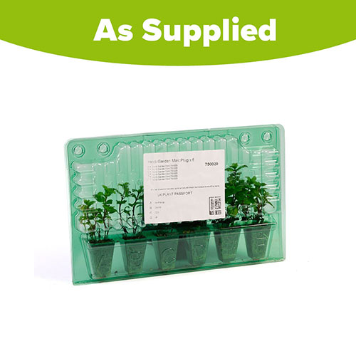 Herb Garden Mint Herb Garden Mint