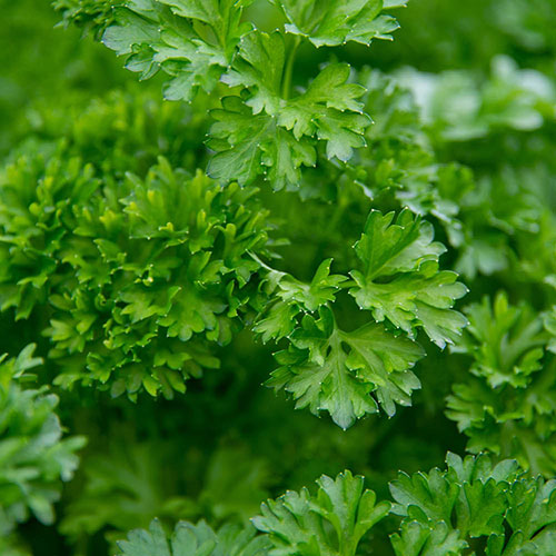 Herb Curly Leaf Parsley Herb Curly Leaf Parsley