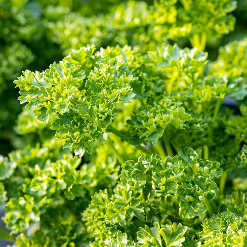 Herb Curly Leaf Parsley Herb Curly Leaf Parsley