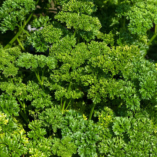 Herb Curly Leaf Parsley Herb Curly Leaf Parsley