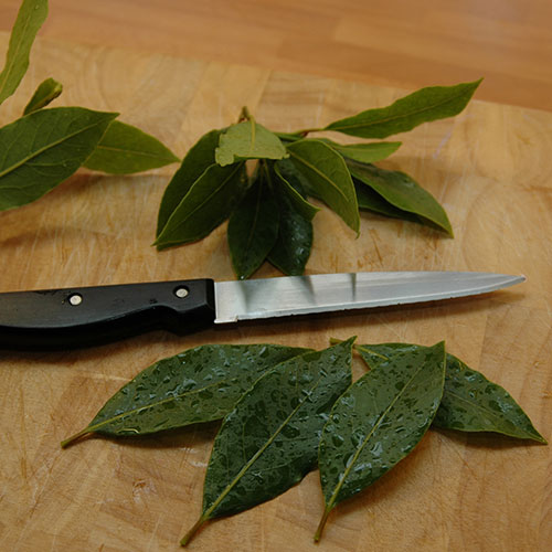 Kitchen Bay Plant Kitchen Bay Plant