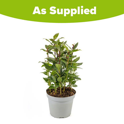 Kitchen Bay Plant Kitchen Bay Plant