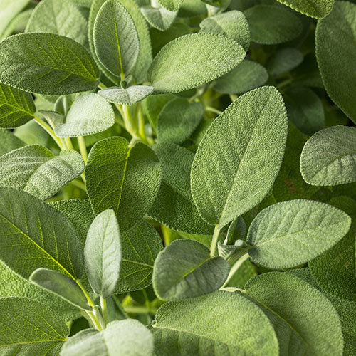 Herb English Sage Herb English Sage