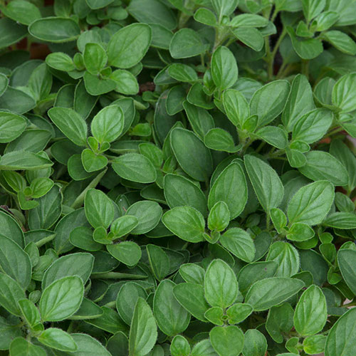 Herb Oregano