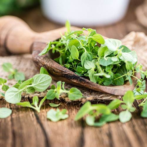 Herb Oregano Herb Oregano