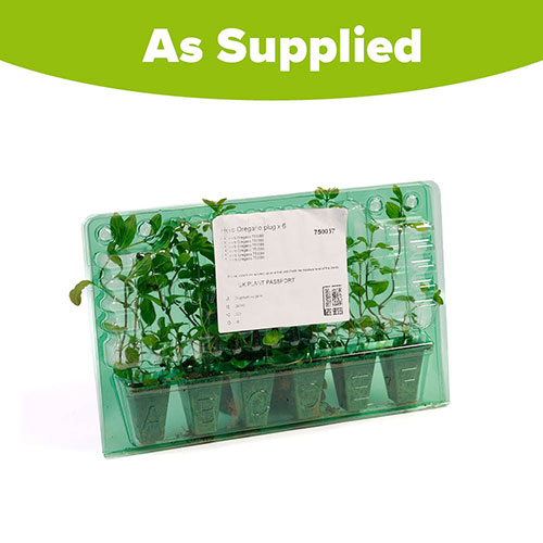 Herb Oregano Herb Oregano